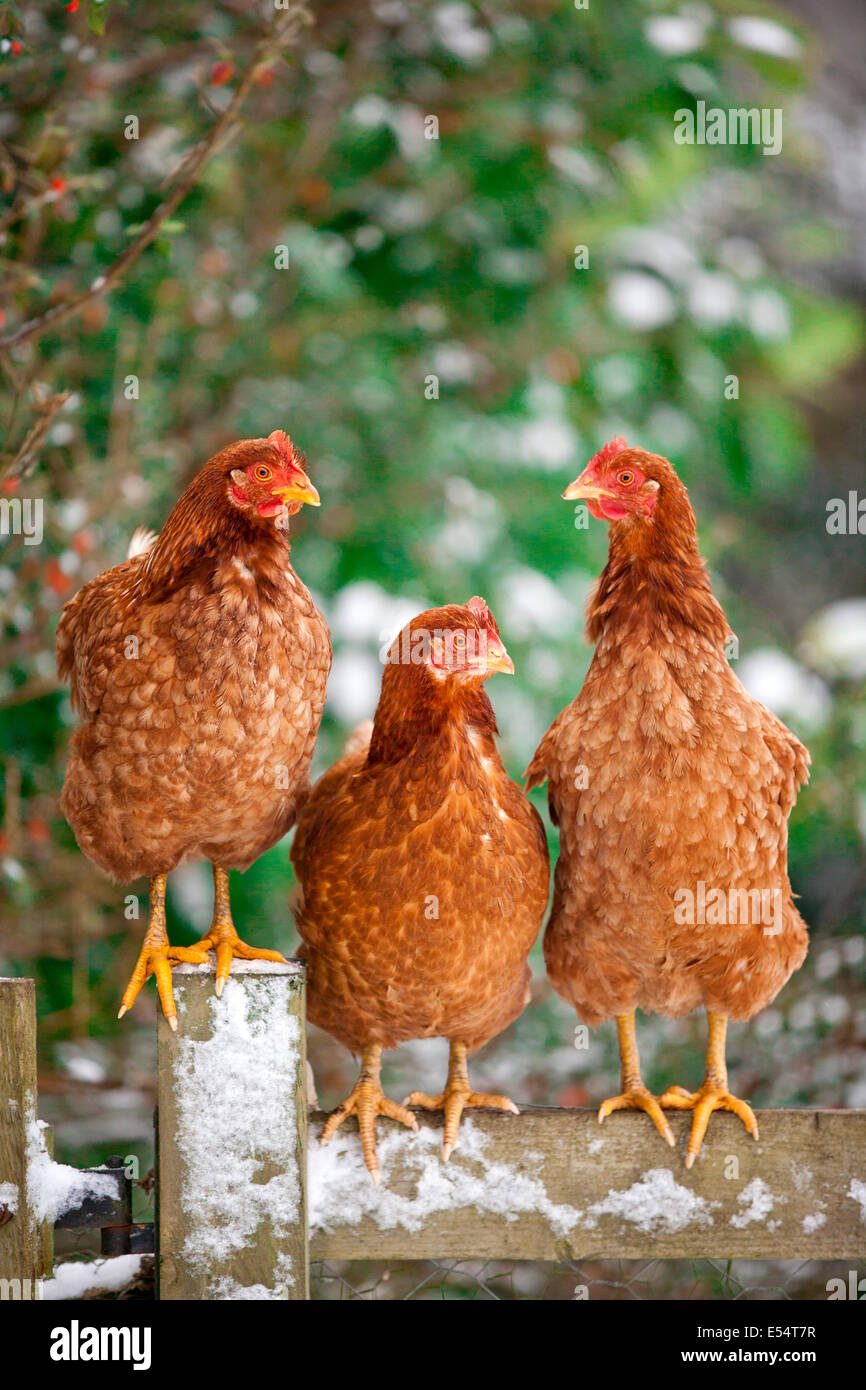 Tre polli ibridi arroccati su una recinzione Foto Stock