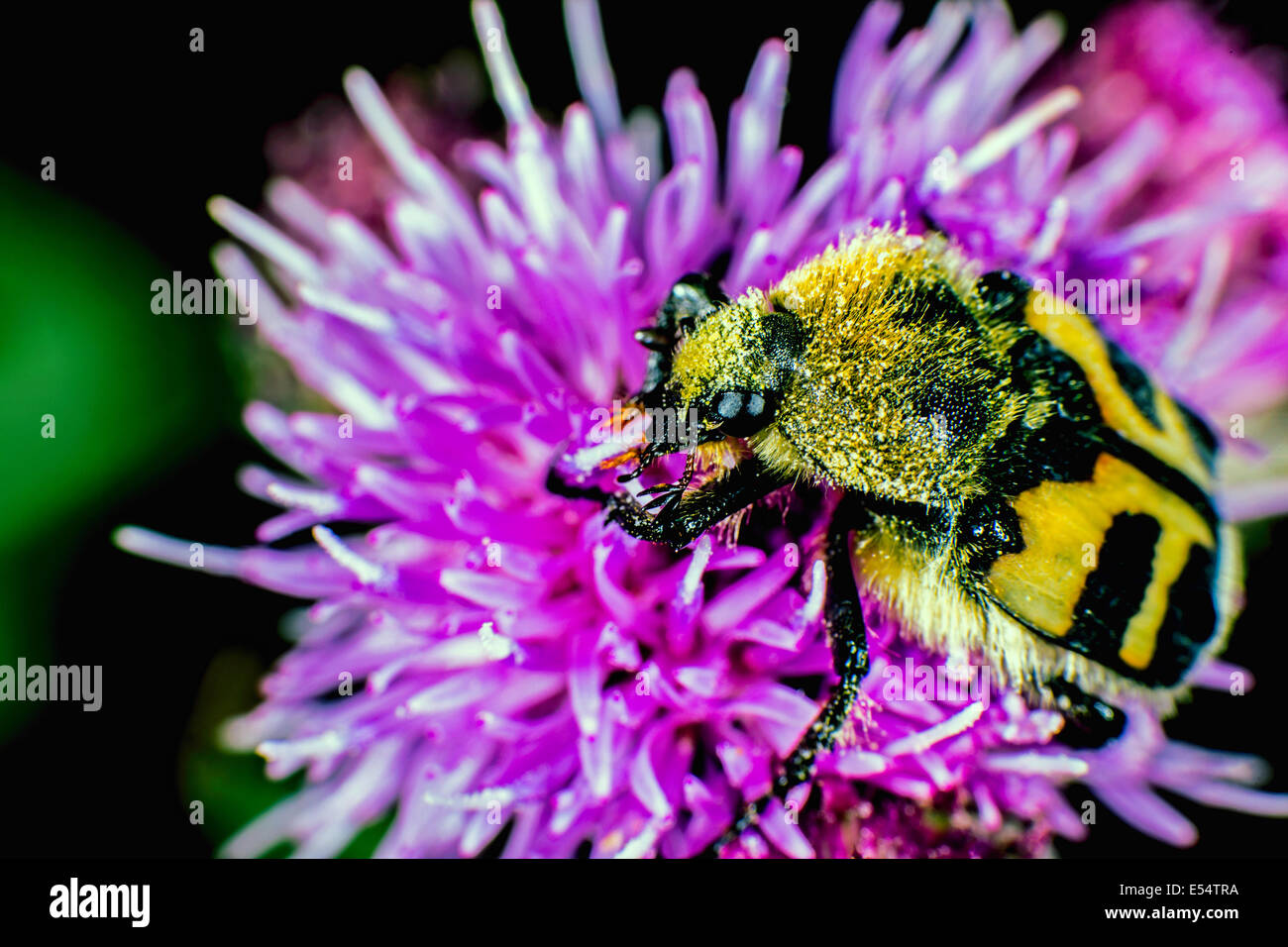 Bee beetle ore Trichius fasciatus Foto Stock