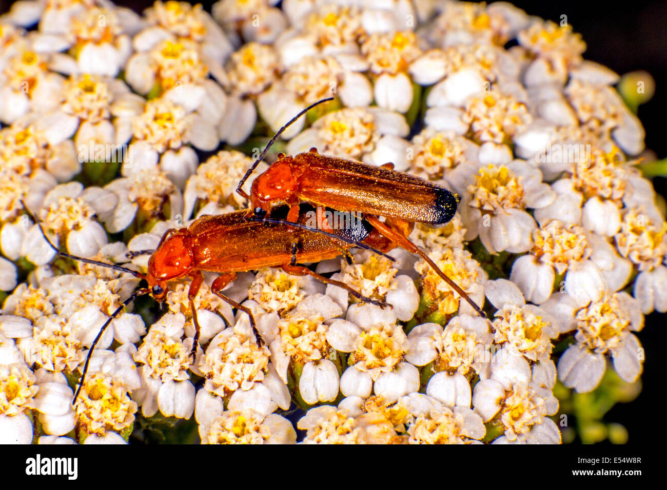Comon soldato rosso coleotteri coniugata su un fiore Foto Stock