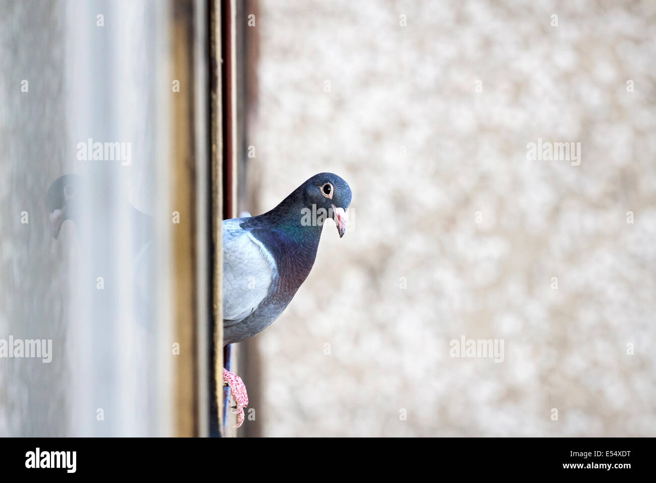 Pigeon sulla finestra Foto Stock
