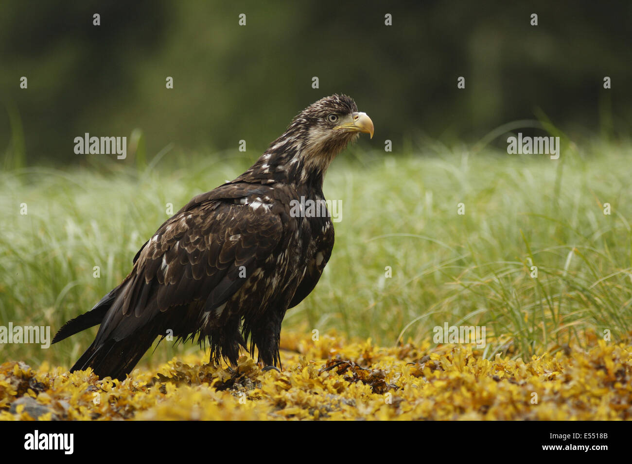 Aquila calva (Haliaeetus leucocephalus) capretti, in piedi sul litorale in costiera temperata foresta pluviale, passaggio interno, Coast Mountains grande orso nella foresta pluviale, British Columbia, Canada, Luglio Foto Stock