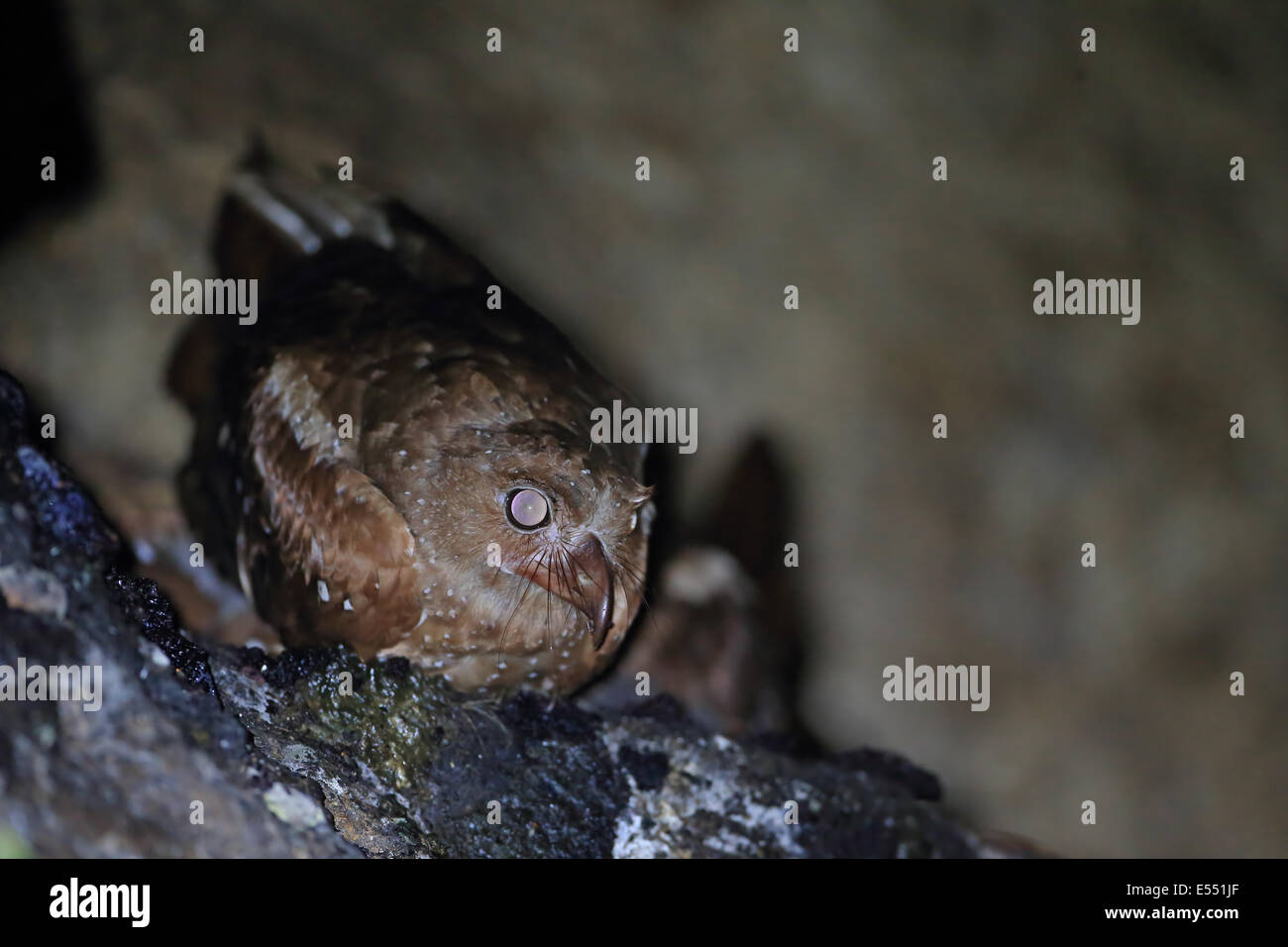 Oilbird (Steatornis caripensis) adulto, sono ' appollaiati in grotta, Trinidad, Trinidad e Tobago, Marzo Foto Stock
