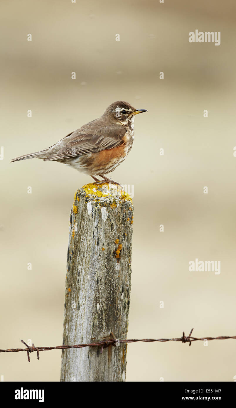 Redwing (Turdus iliacus) adulto, appollaiato su un lichene coperto fencepost, Islanda, Giugno Foto Stock