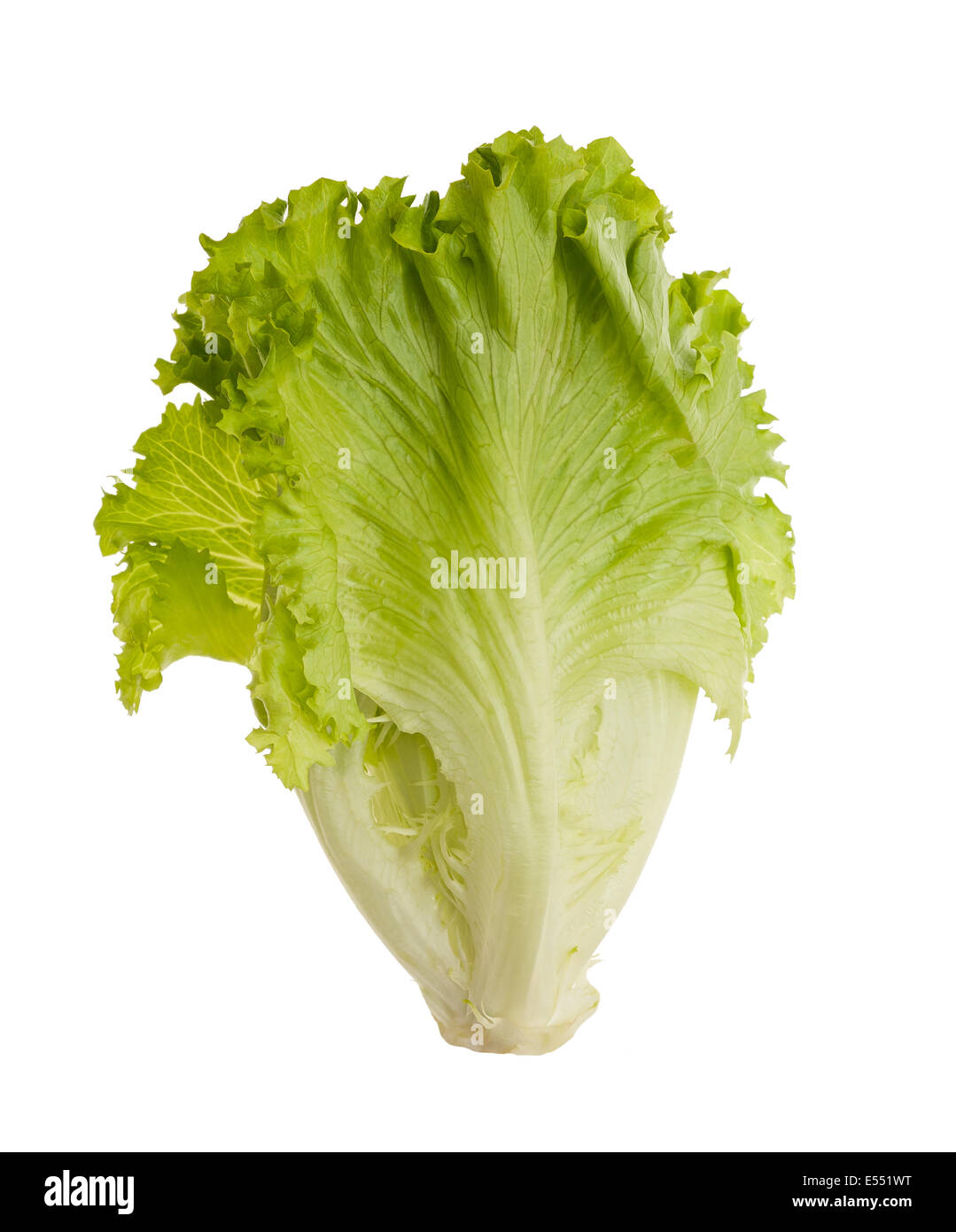 La lattuga ciuffo isolato su sfondo bianco .di foglie di insalata Foto Stock