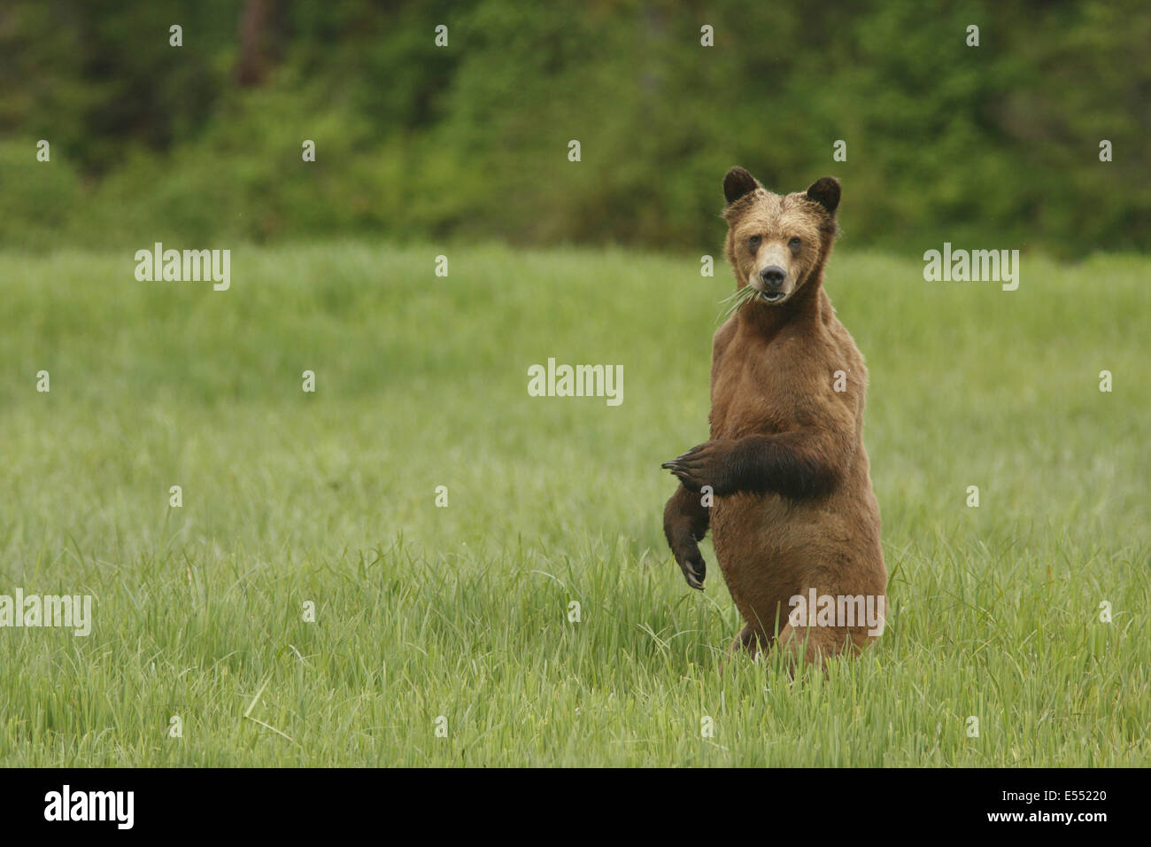 Orso grizzly (Ursus arctos horribilis per adulti), si nutrono di carici, permanente sulla schiena gambe in una compensazione della costiera temperata foresta pluviale, passaggio interno, Coast Mountains grande orso nella foresta pluviale, British Columbia, Canada, giugno Foto Stock