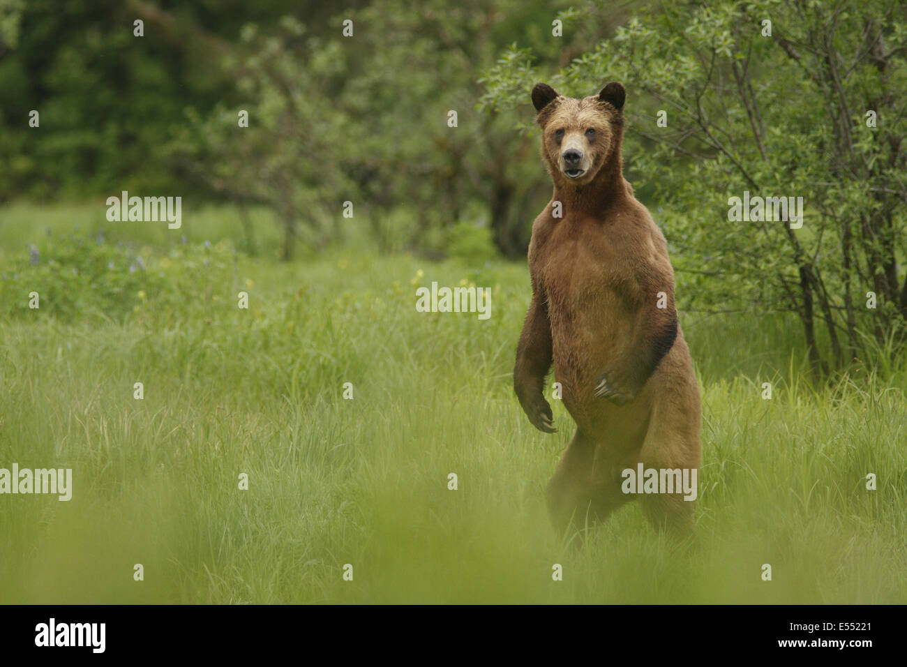 Orso grizzly (Ursus arctos horribilis) adulto, permanente sulla schiena gambe in una compensazione della costiera temperata foresta pluviale, passaggio interno, Coast Mountains grande orso nella foresta pluviale, British Columbia, Canada, giugno Foto Stock