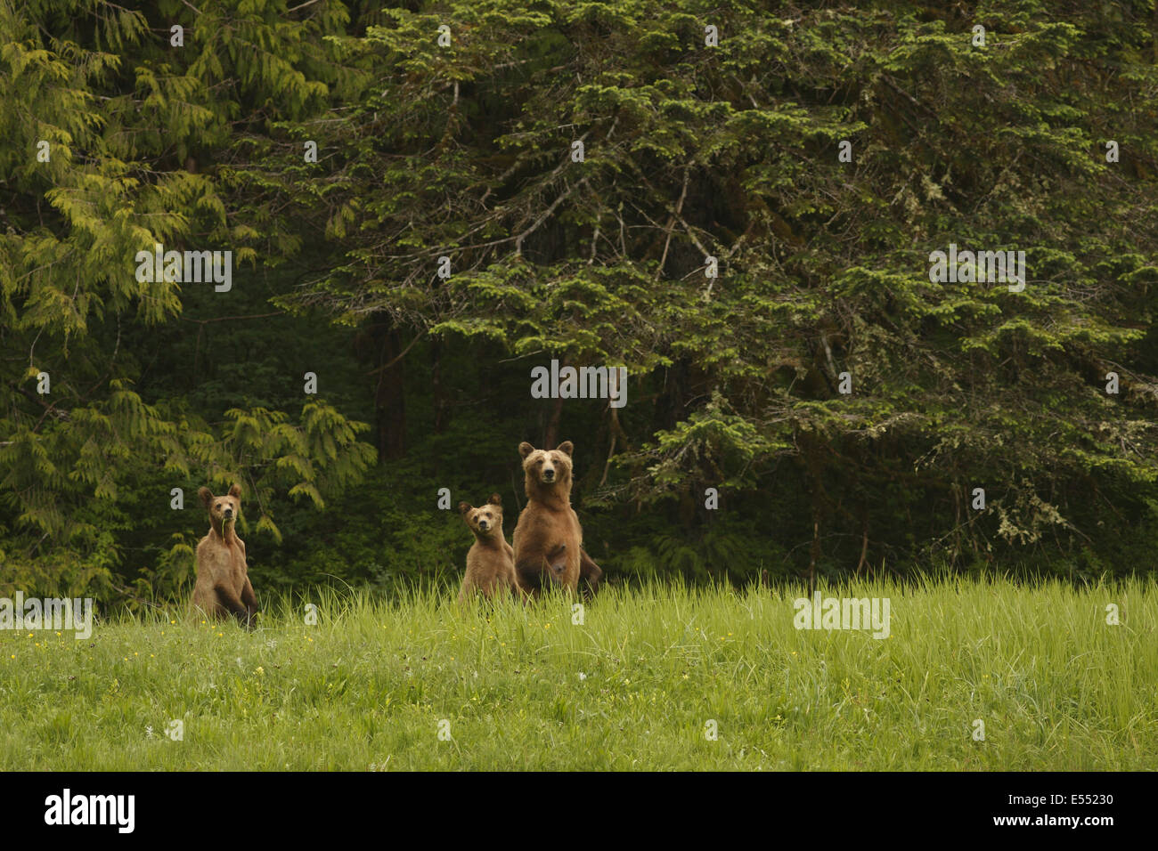 Orso grizzly (Ursus arctos horribilis) femmina adulta e due lupetti, permanente sulla schiena gambe in compensazione delle costiere temperate rainforest habitat, passaggio interno, Coast Mountains grande orso nella foresta pluviale, British Columbia, Canada, giugno Foto Stock