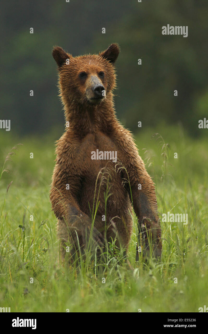 Orso grizzly (Ursus arctos horribilis) cub permanente sulla schiena gambe in una compensazione della costiera temperata foresta pluviale, passaggio interno, Coast Mountains grande orso nella foresta pluviale, British Columbia, Canada, Luglio Foto Stock