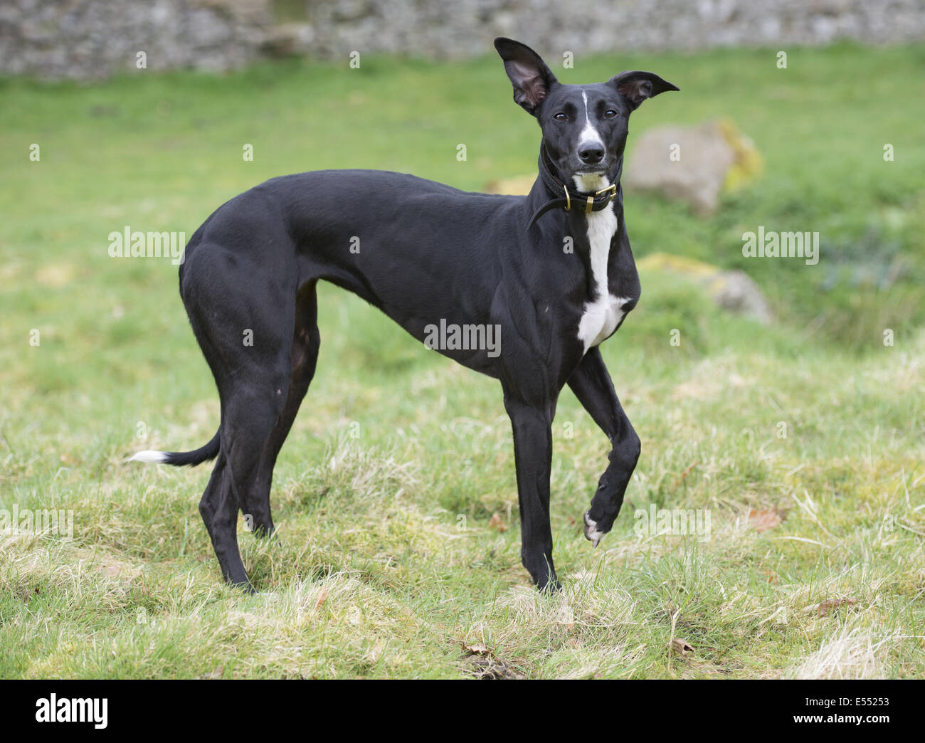 Cane domestico, mongrel (Greyhound incroci), Adulto, indossando il collare, in piedi su erba, Allendale, Northumberland, Inghilterra, Aprile Foto Stock