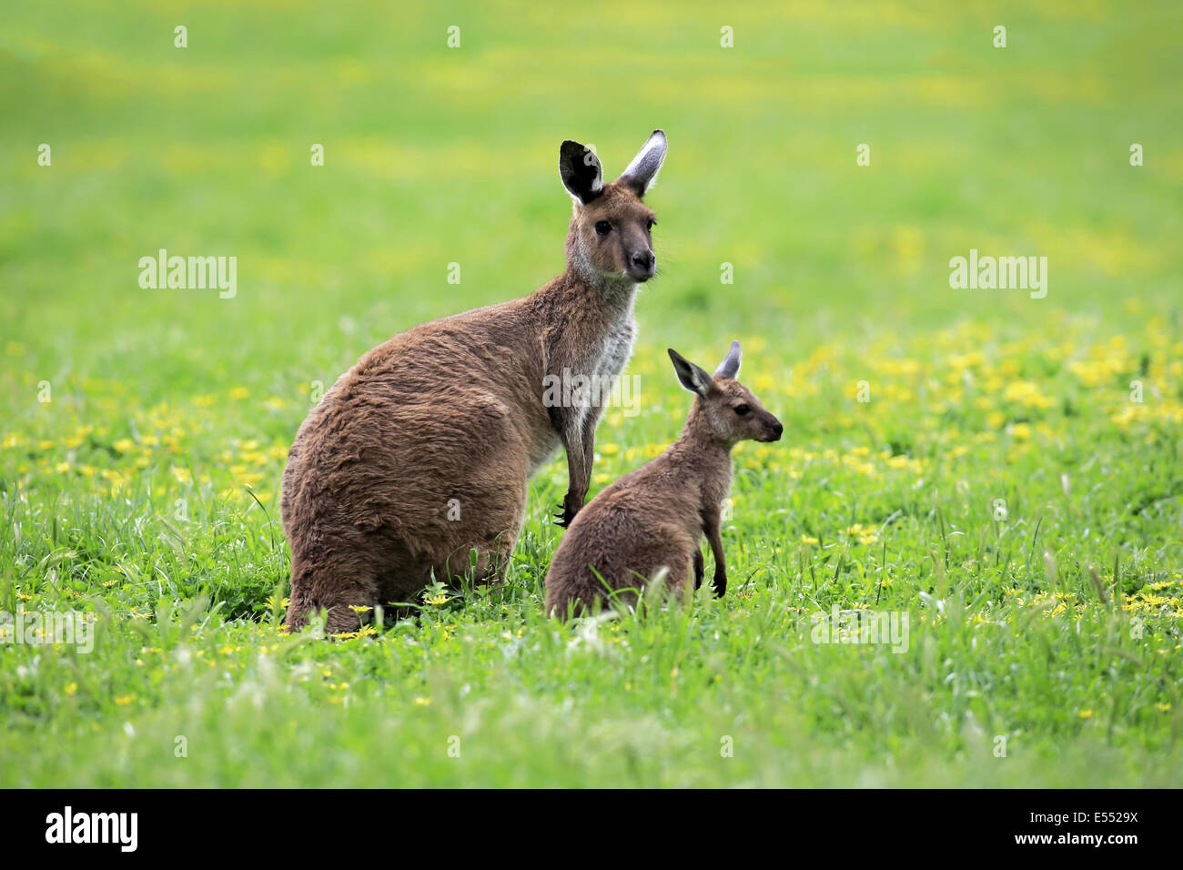 Grigio occidentale Canguro (Macropus fuliginosus fuliginosus) Kangaroo Island sottospecie, femmina adulta e di giovani in piedi su erba, Foto Stock