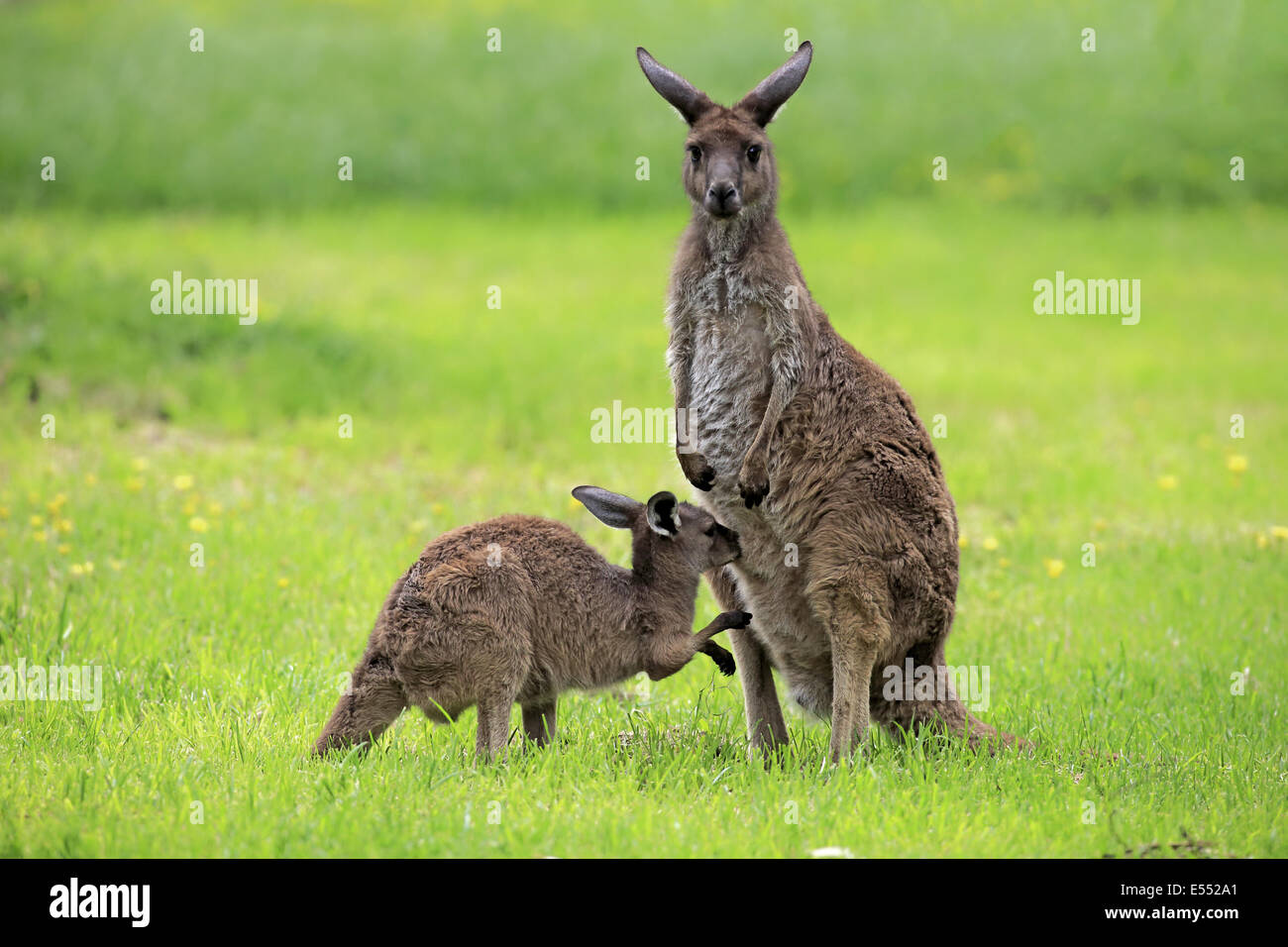 Grigio occidentale Canguro (Macropus fuliginosus fuliginosus) Kangaroo Island sottospecie, femmina adulta e di giovani in piedi su erba, Foto Stock