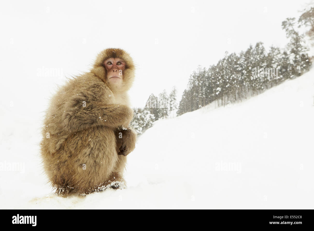 Macaque giapponese (Macaca fuscata) adulto, seduto sulla neve pesante in habitat della foresta, vicino a Nagano, Honshu, Giappone, Febbraio Foto Stock