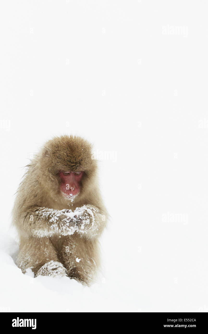 Macaque giapponese (Macaca fuscata) adulto, seduto sulla neve, vicino a Nagano, Honshu, Giappone, Febbraio Foto Stock