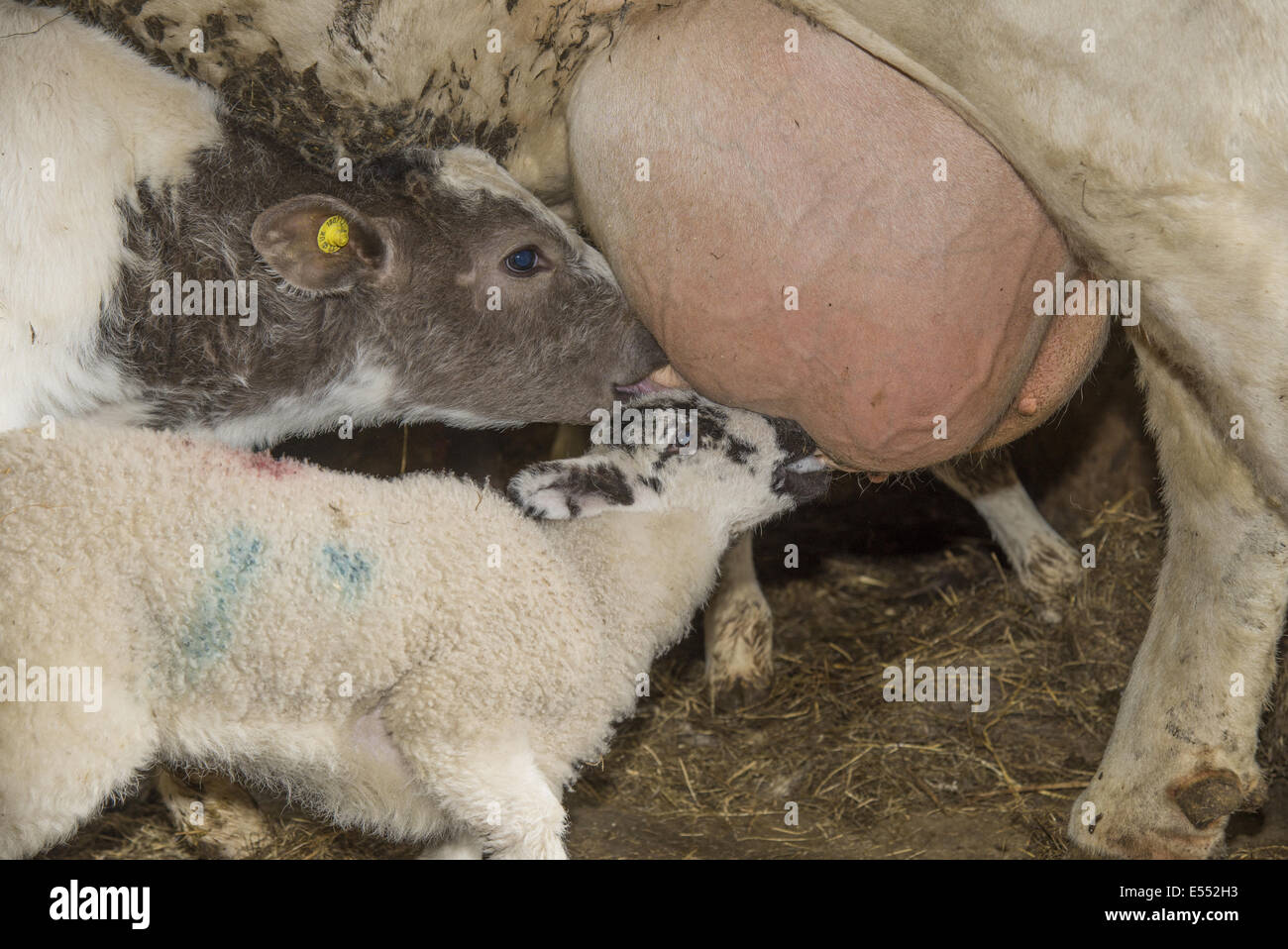 Gli animali domestici delle specie ovina, orfano di agnello, allattamento da bovini domestici, British blu, vacche beef cow, accanto al polpaccio, Chipping, Preston, Lancashire, Inghilterra, può Foto Stock