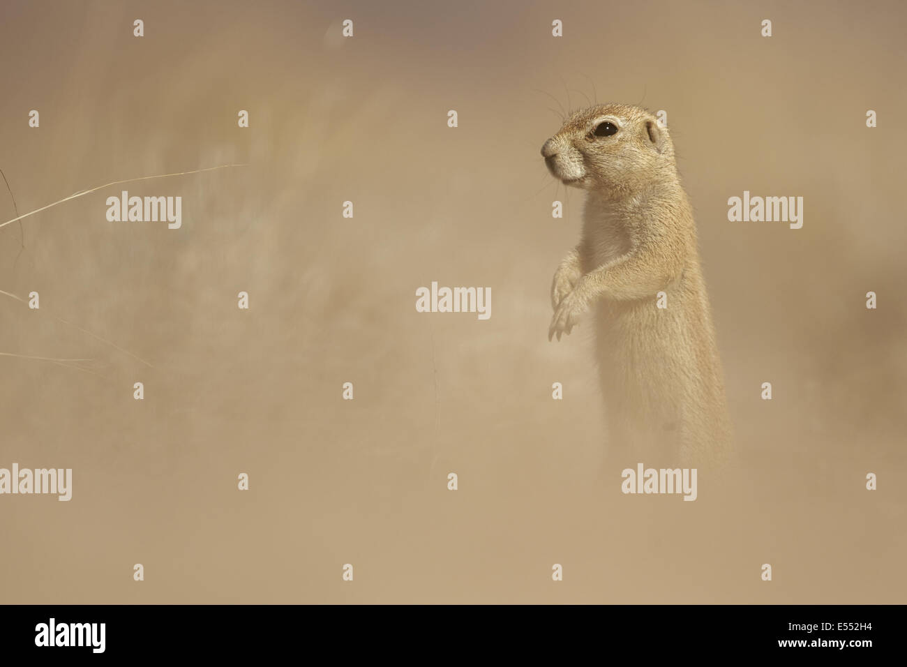 Massa del capo scoiattolo (Xerus inauris) adulto, allarme permanente sulle zampe posteriori nei prati secchi, Namibia, Agosto Foto Stock