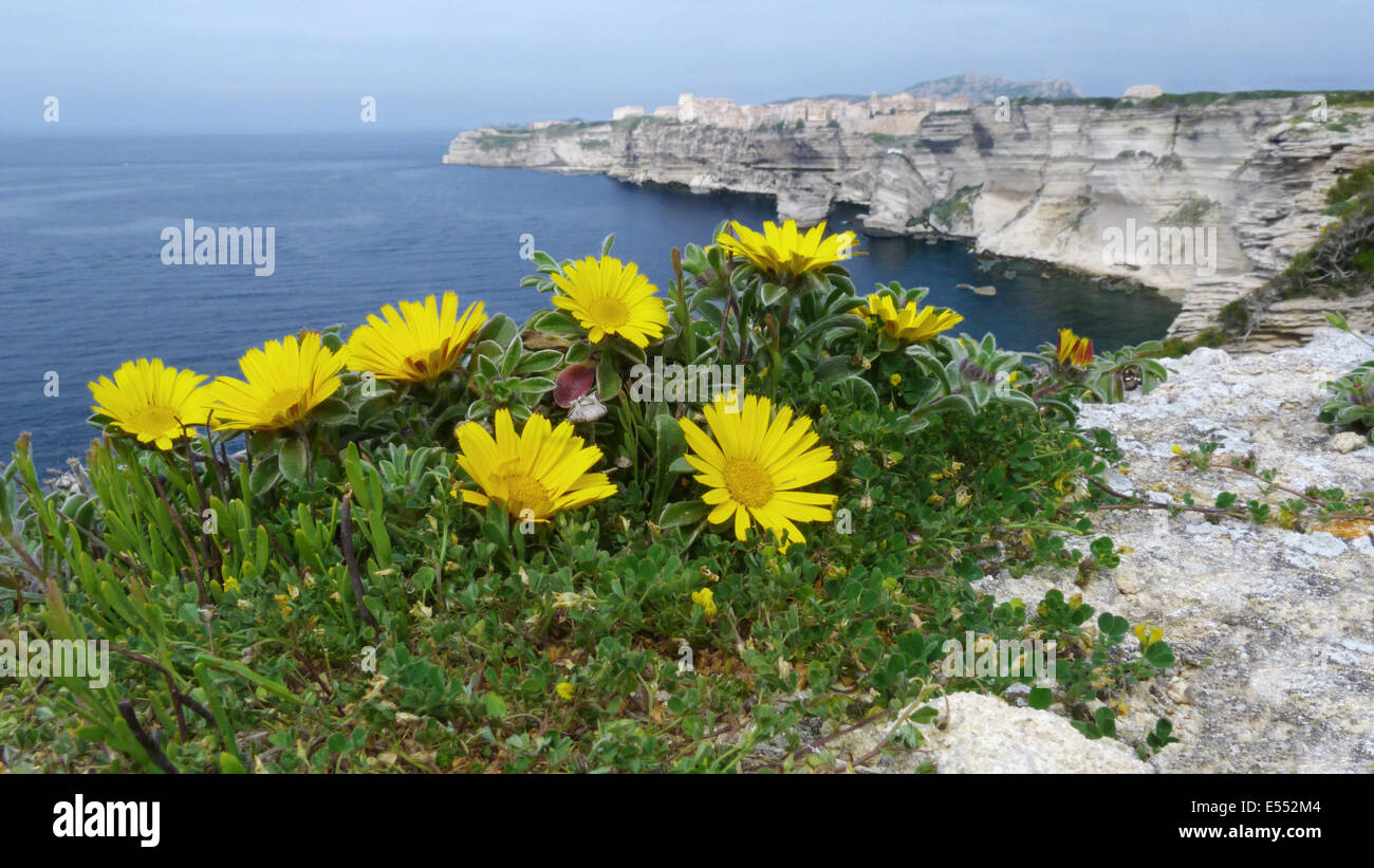 Spiaggia mediterranea Daisy (Asteriscus maritimus) fioritura, cresce su rocce calcaree in clifftop habitat, Golfo di Bonifacio, Corsica, Francia, Aprile Foto Stock