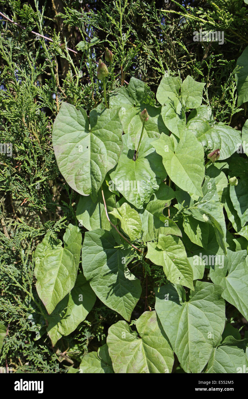Hedge Centinodia (Calystegia sepium) lascia, arrampicata Leyland cipresso (Cupressus x leylandii) hedge in giardino, Mendlesham, Suffolk, Inghilterra, Giugno Foto Stock