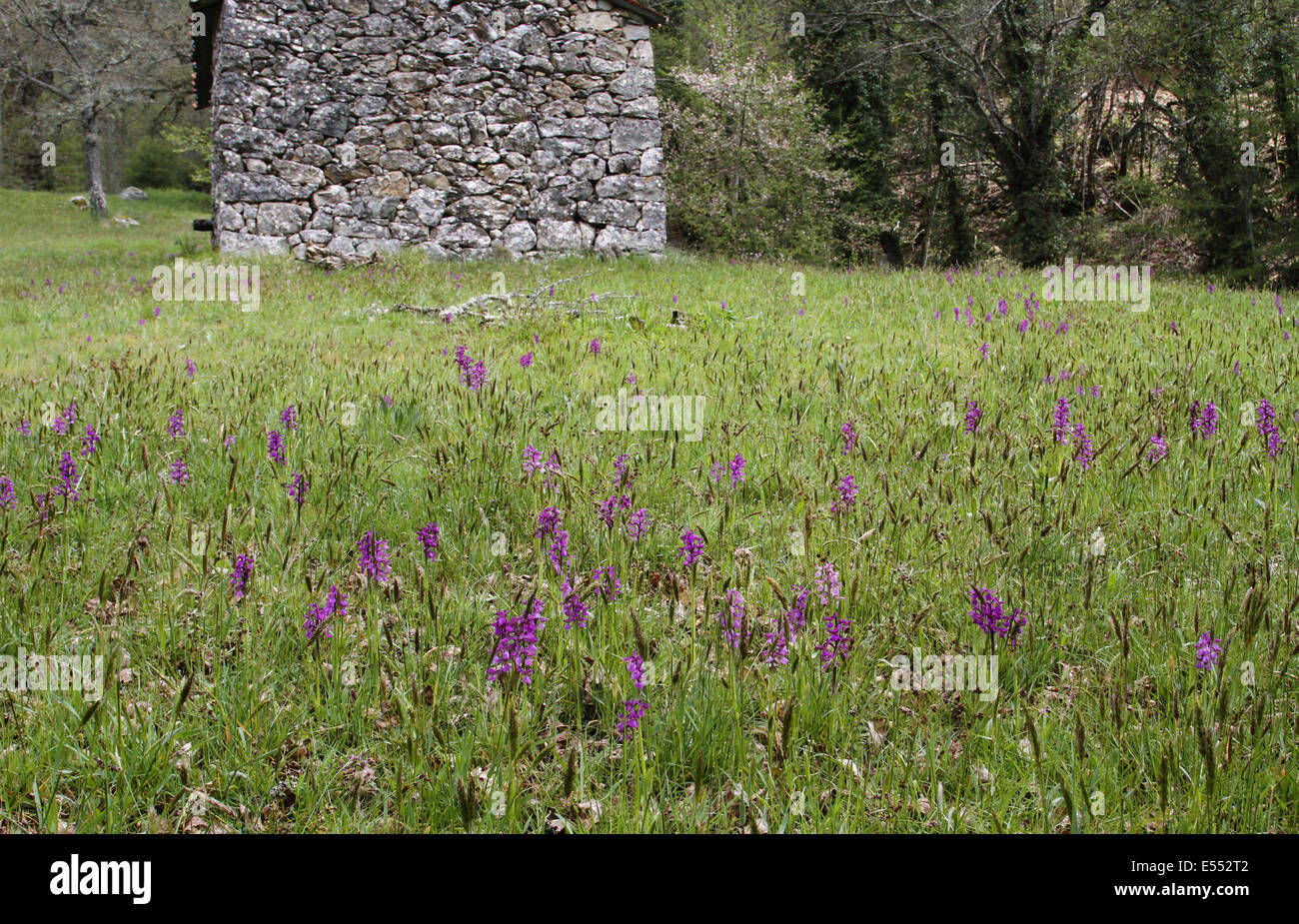 Verde-winged Orchid (Orchis morio) fioritura, massa crescente in montagna a prato di habitat, Corsica, Francia, Aprile Foto Stock