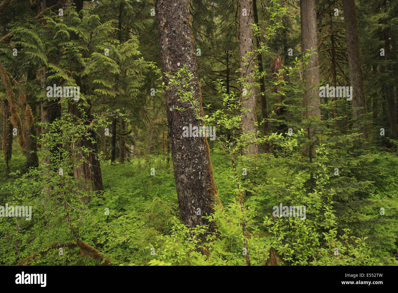 Costiera temperata foresta pluviale habitat, passaggio interno, Coast Mountains grande orso nella foresta pluviale, British Columbia, Canada, può Foto Stock