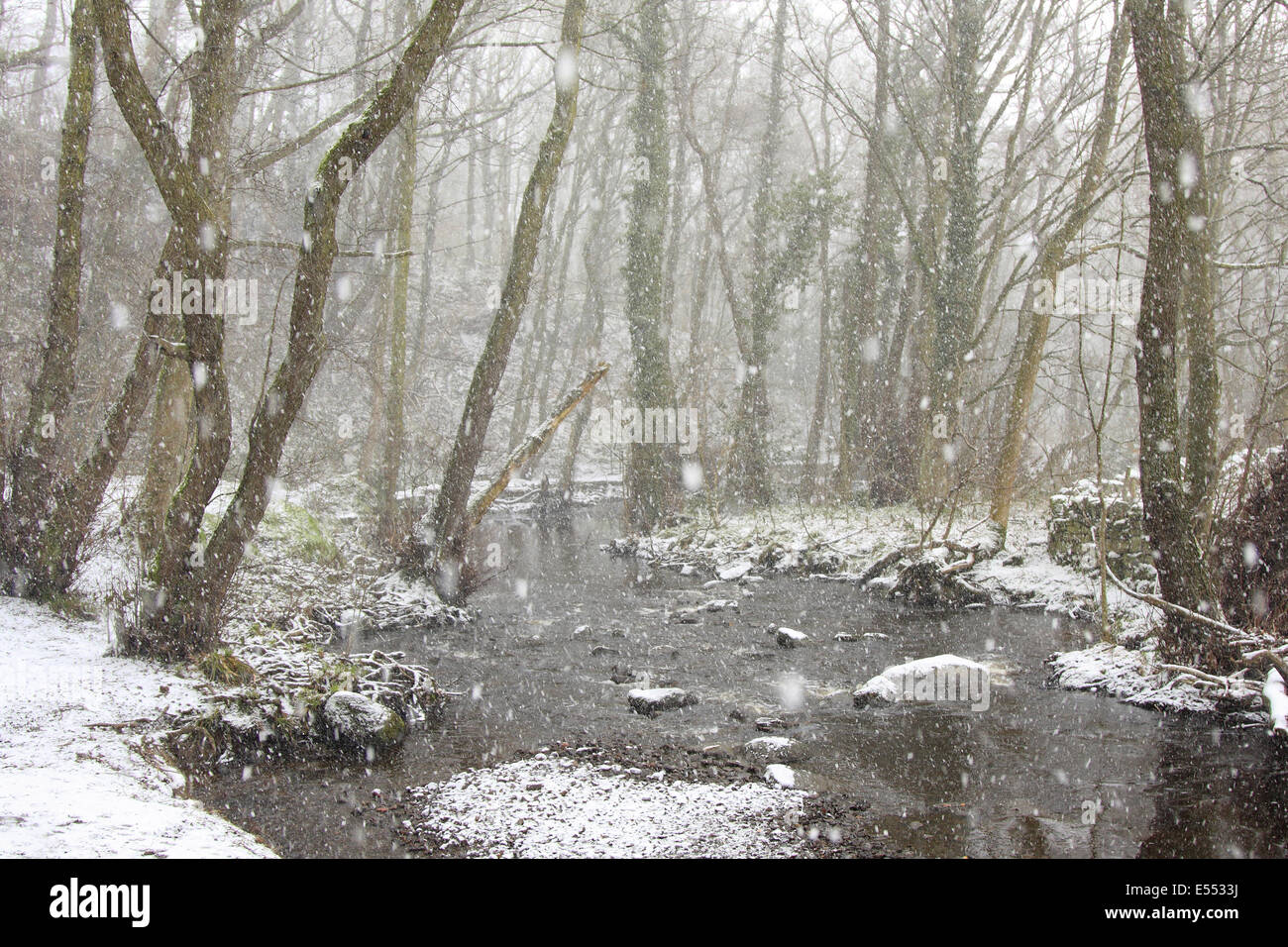 Boschi di latifoglie e di habitat fiume nella neve durante la nevicata, Rivelin River, Sheffield South Yorkshire, Inghilterra, Marzo Foto Stock