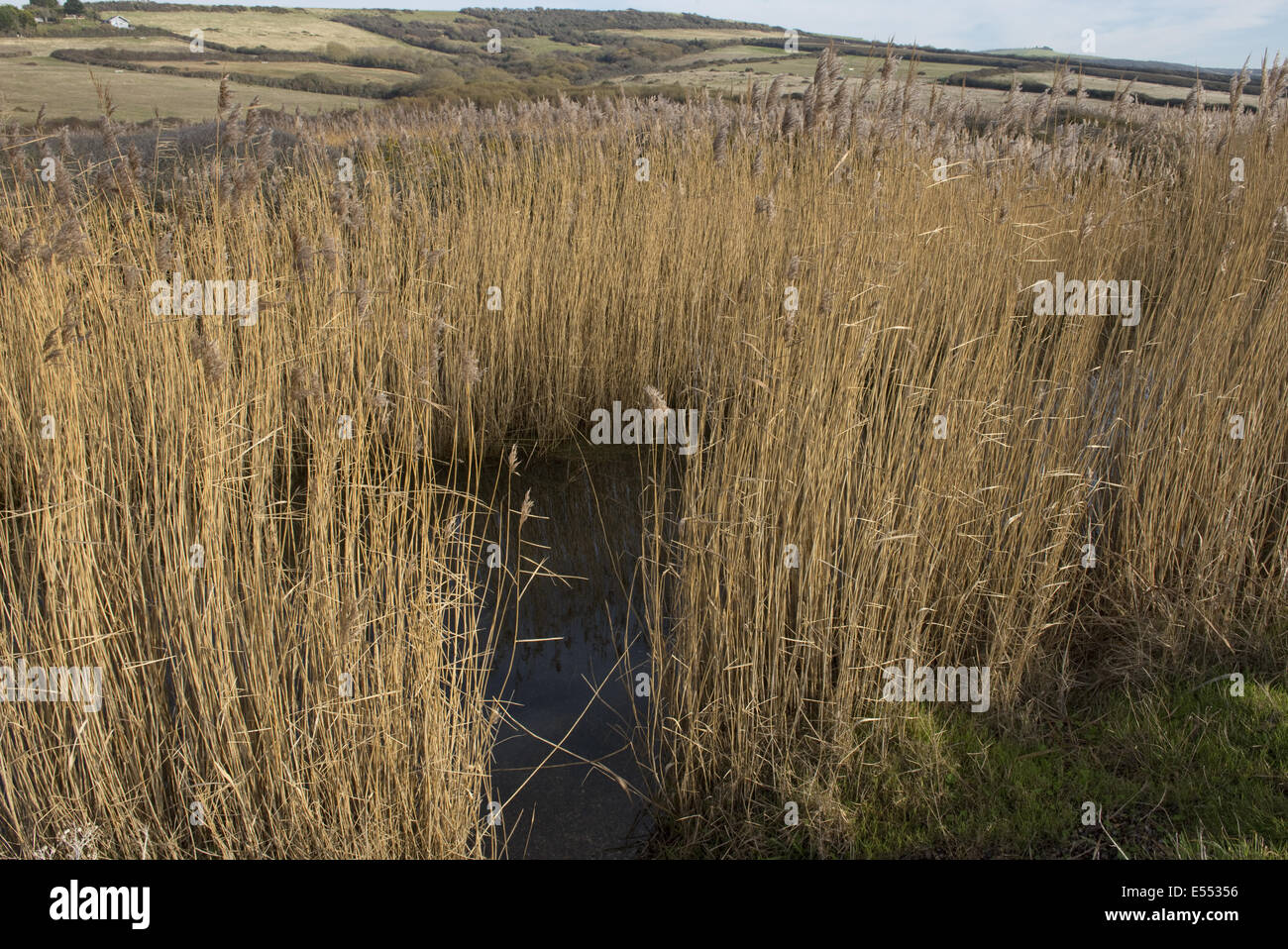 Cannuccia di palude, Phragmites australis, reedbed habitat, in inverno seedhead, dietro Chesil Beach, tra West Bexington e Burton Bradstock, Dorset, Inghilterra, Novembre Foto Stock Cannuccia di palude, Phragmites australis, reedbed habitat, in inverno seedhead, dietro Chesil Beach, tra West Bexington e Burton Bradstock, Dorset, Inghilterra, Novembre Foto Stock