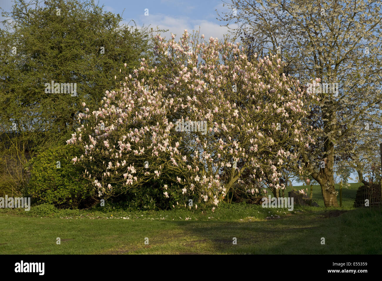 Piattino Magnolia, Magnolia soulangeana x, stabilito la fioritura di albero in serata sole primaverile Foto Stock