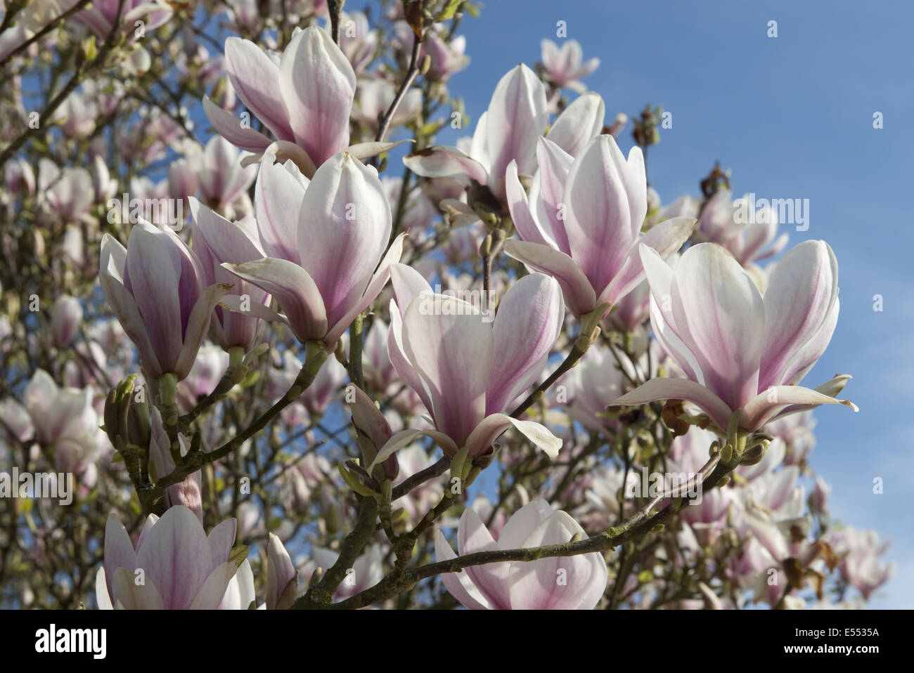 Piattino Magnolia, Magnolia soulangeana x, stabilito ad albero di fioritura in primavera Foto Stock