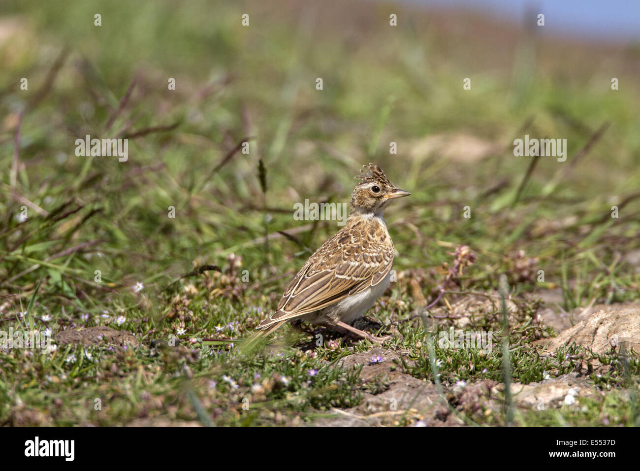 Allodola con cresta sollevata - palude di Deepdale Norfolk Foto Stock