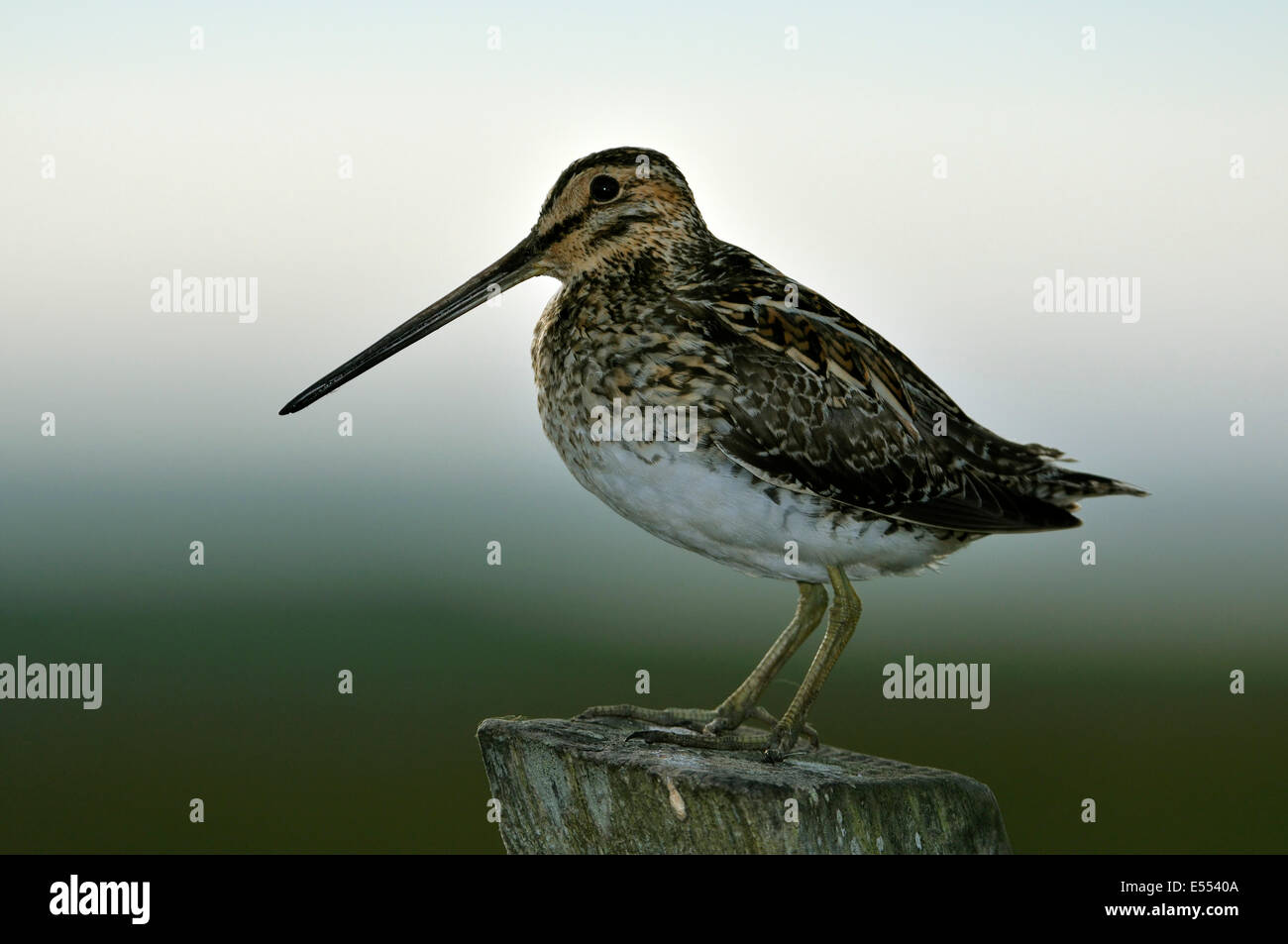 Beccaccino - Gallinago gallinago sul palo da recinzione, Sud Uist Foto Stock