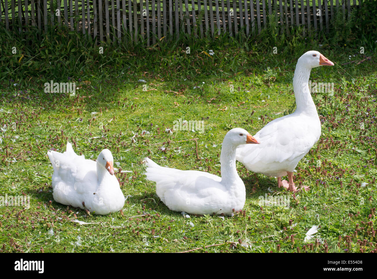 Tre bianchi oche domestiche visto a Bede's World farm, Jarrow, North East England, Regno Unito Foto Stock