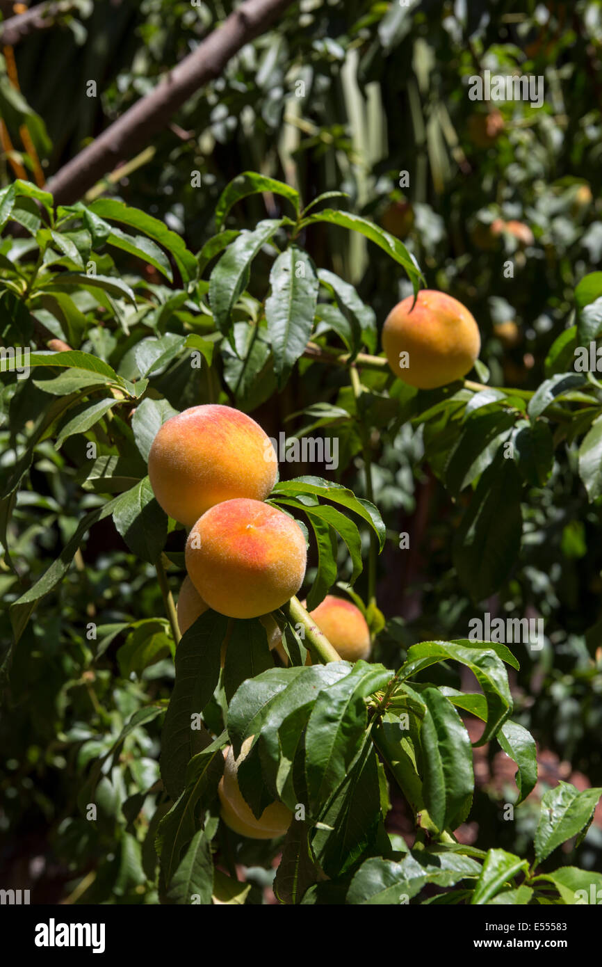 Pesche, pesche, pesco, peach orchard, frutteto, Prunus persica, Novato, California, Marin County, Stati Uniti, America del Nord Foto Stock