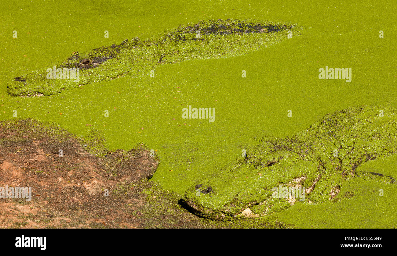 Coccodrilli a Malcolm Douglas Crocodile Park e il rifugio degli animali vicino Broome in Australia Occidentale Foto Stock