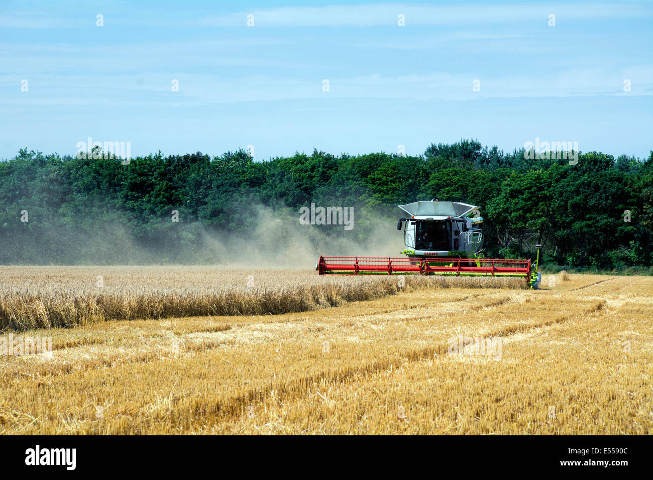 Una mietitrebbia il taglio di un campo di grano. Foto Stock