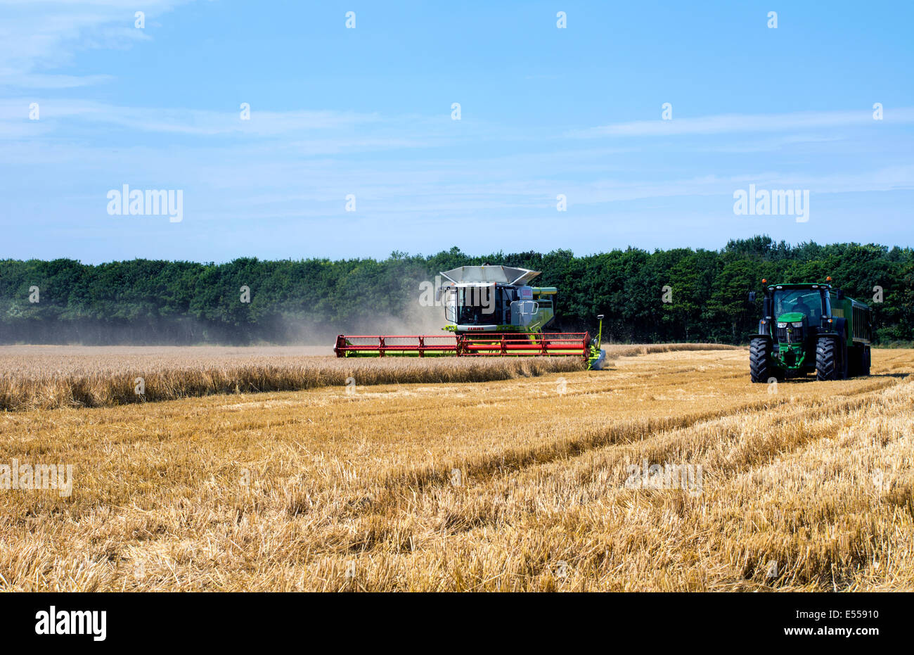 Una mietitrebbia il taglio di un campo di grano, da un trattore e da un rimorchio a seguito, pronto a ricevere il grano. Foto Stock