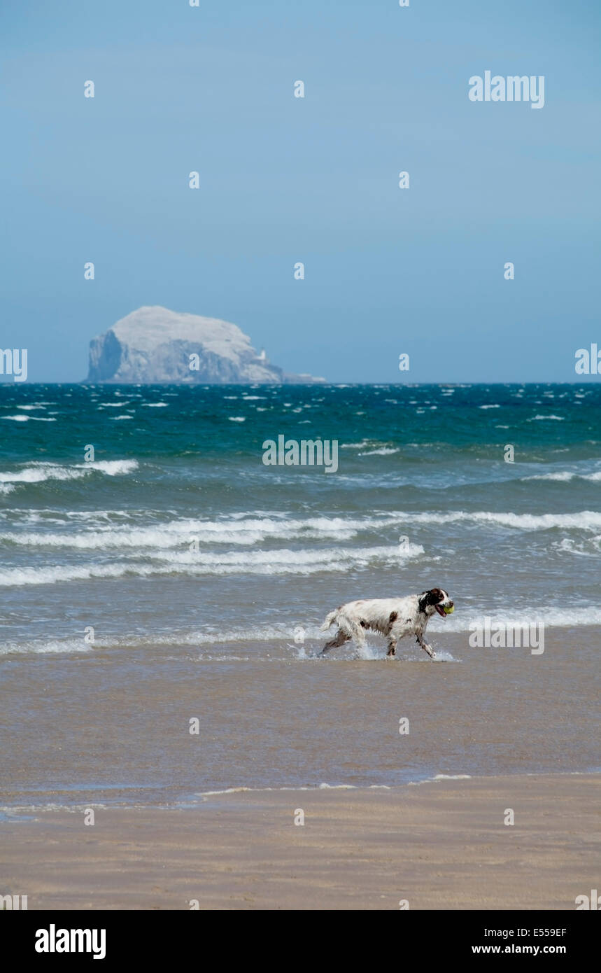 Una springer spaniel cane gioca nel surf su un giorno d'estate, con il Bass Rock in distanza. Foto Stock