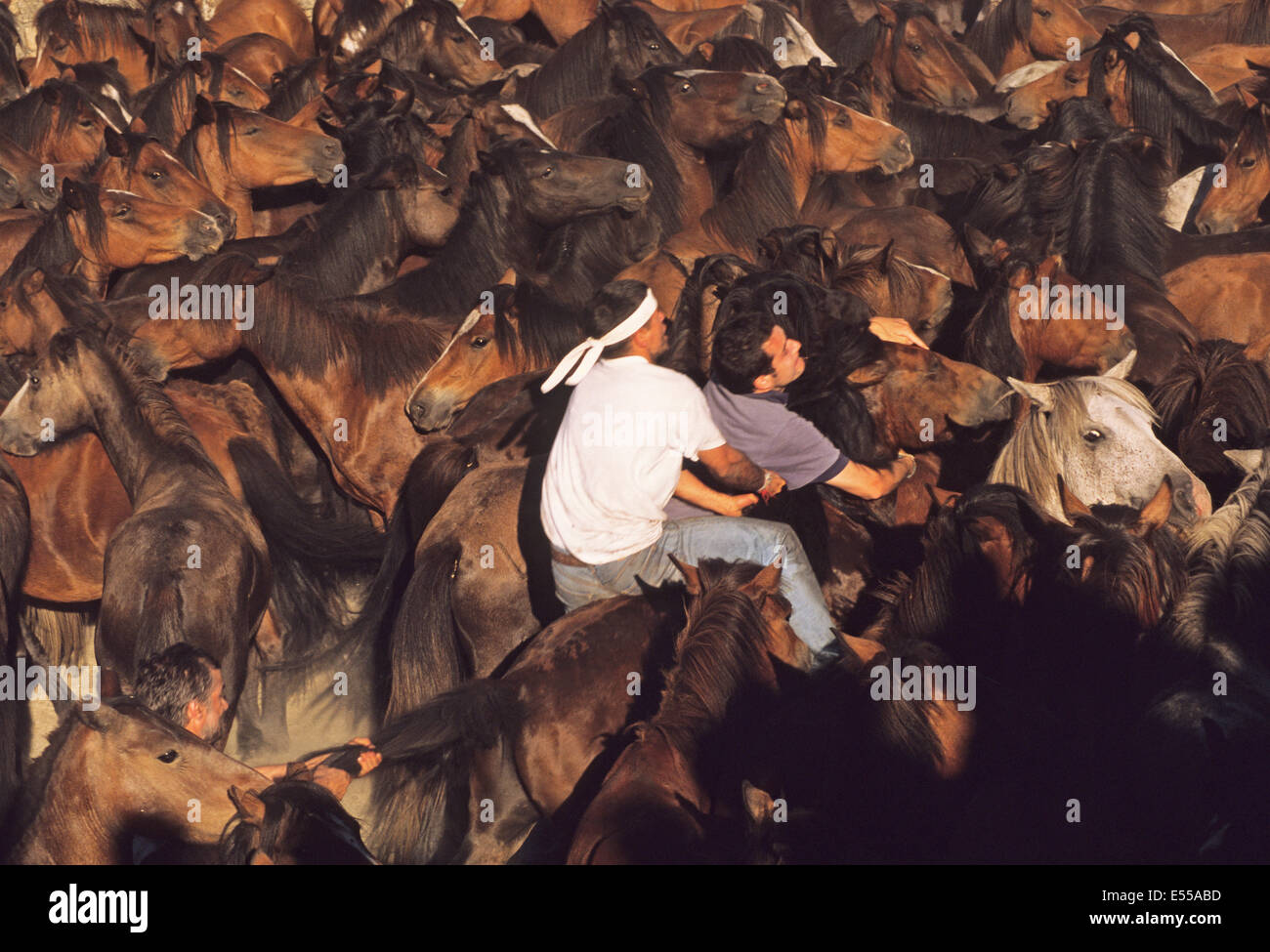 Due aloitadores cavalcare un cavallo selvaggio durante il tentativo di corral l'animale durante il festival equestre chiamato Rapa das Bestas nel Sabucedo Foto Stock