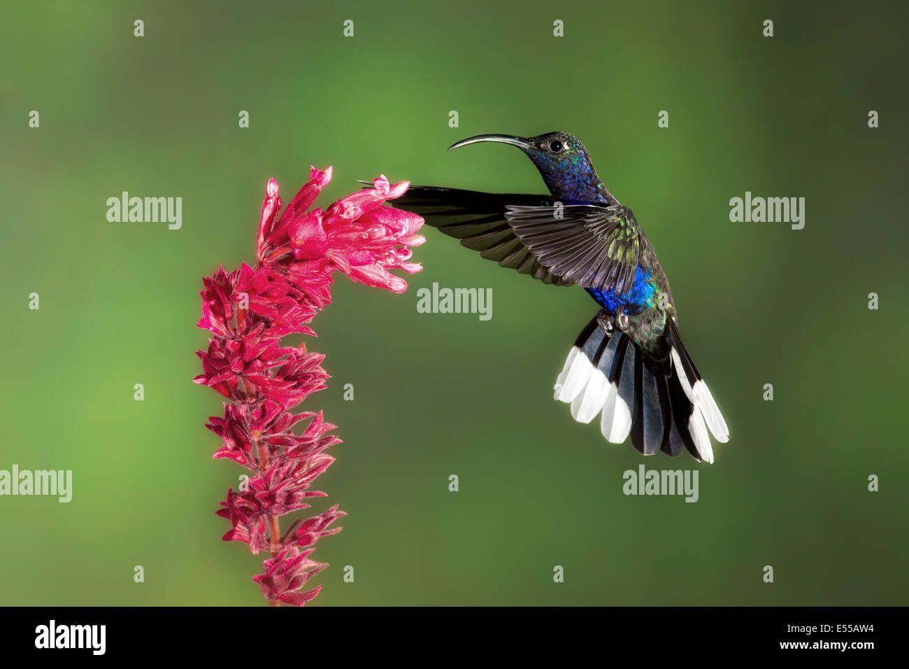 Un maschio violet sabrewing (largipennis hemileucurus) hummingbird alimentazione, Costa Rica. Foto Stock