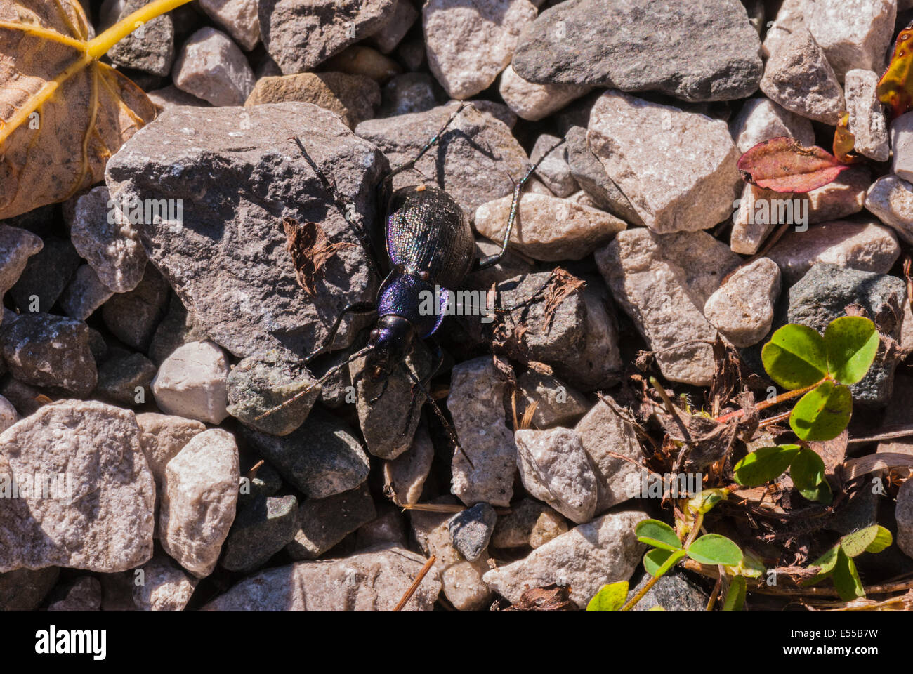 Una massa viola Beetle, Carabus tendente al violaceo, lottando attraverso terreni accidentati Foto Stock
