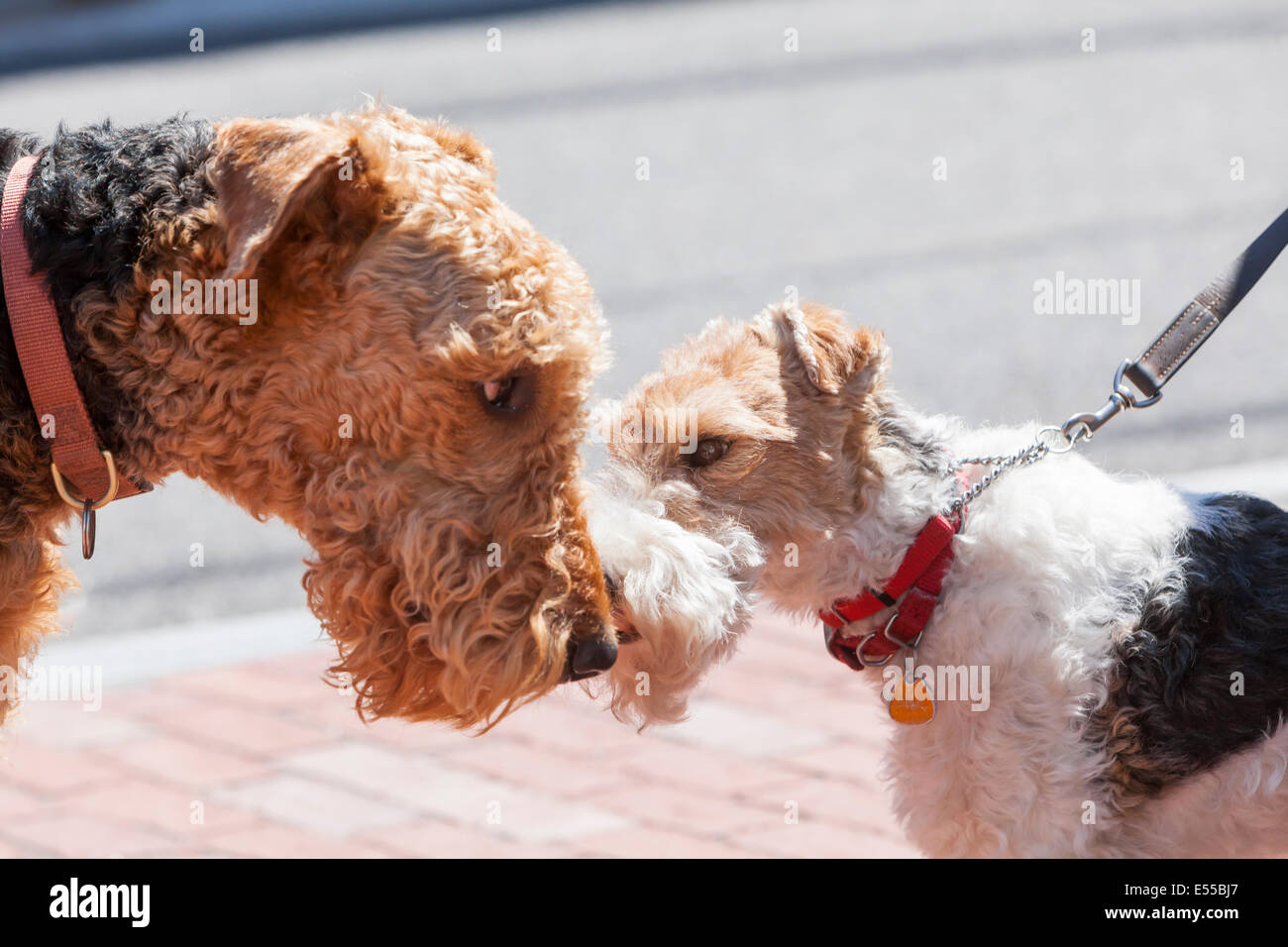 Due cani a controllare ogni altro fuori. Foto Stock