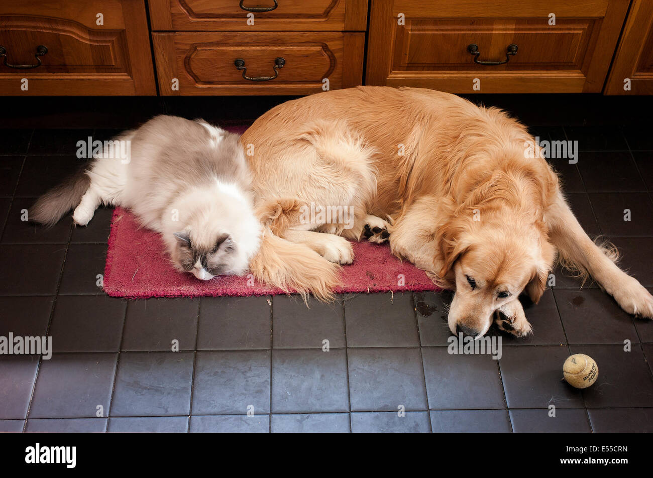 Due animali domestici dormire fianco a fianco Foto Stock