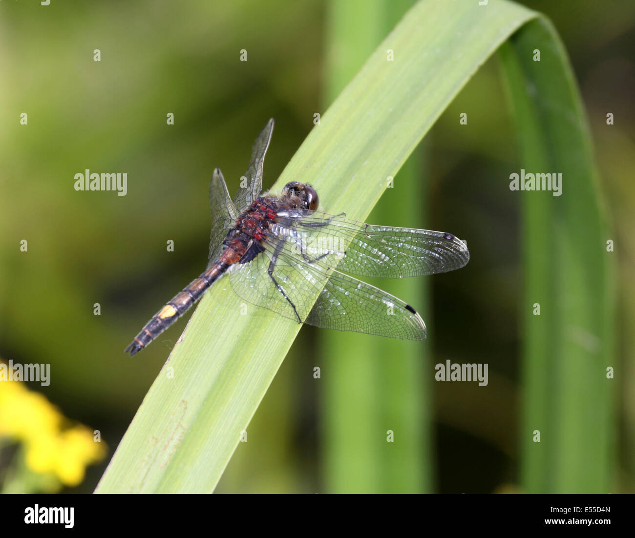Giallo macchiato o grandi whiteface dragonfly appollaiato sul fogliame a bordo della palude in Polonia Foto Stock