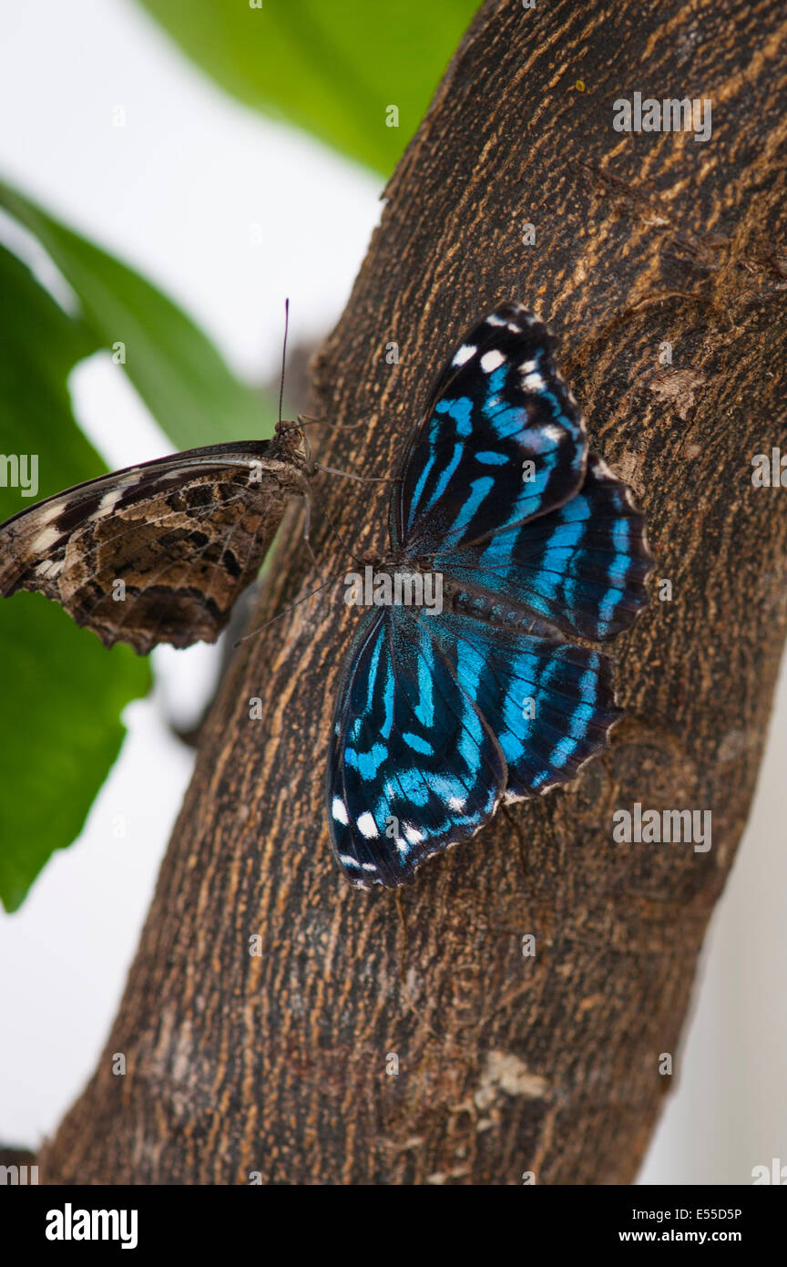 A nord ovest di Londra, Golders Hill Park, casa delle farfalle e insetti insetti Bluewing messicano Ala Blu Myscelia Ethusa Foto Stock