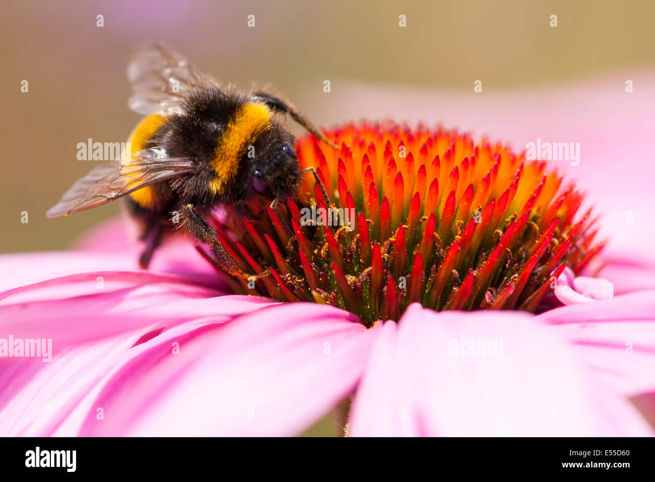 A nord ovest di Londra, Golders Hill Park, Bumblebee Bumble Bee, Bombus Apoidae insetti insetto rosa rossa fiore di arancia Foto Stock