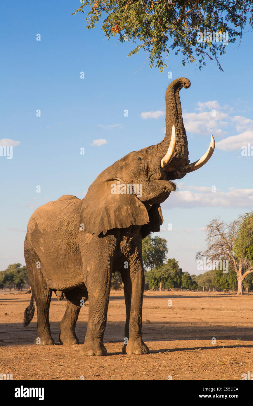 Elefante africano bull sino ad albero con tronco Foto Stock