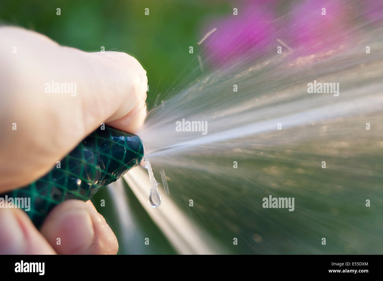 In prossimità di un lato, tenendo un tubo da giardino e fiori di irrigazione, outdoor shot Foto Stock