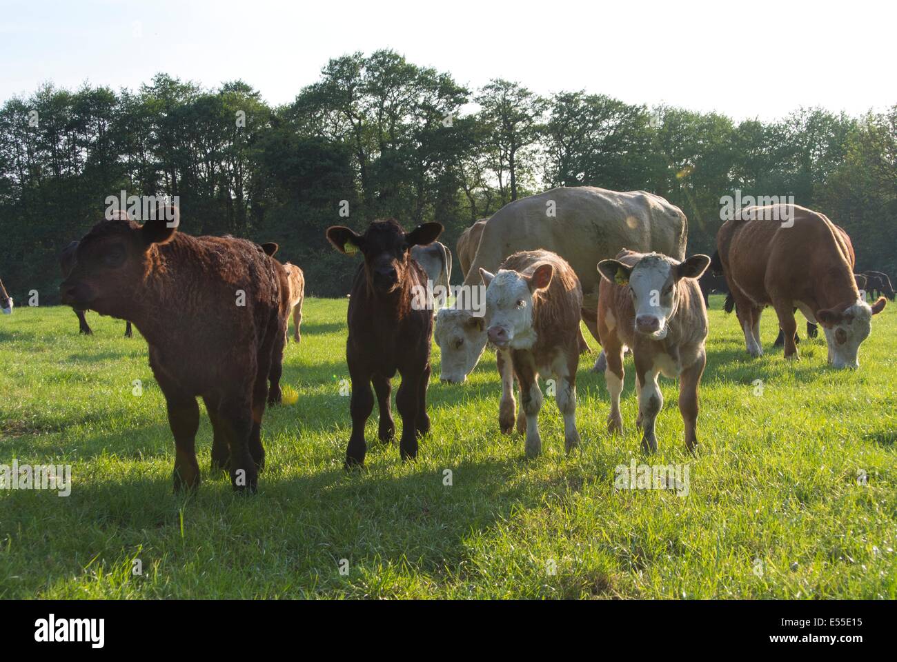 Carni bovine giovenca vitelli sul prato pascolo in sera sun. Foto Stock