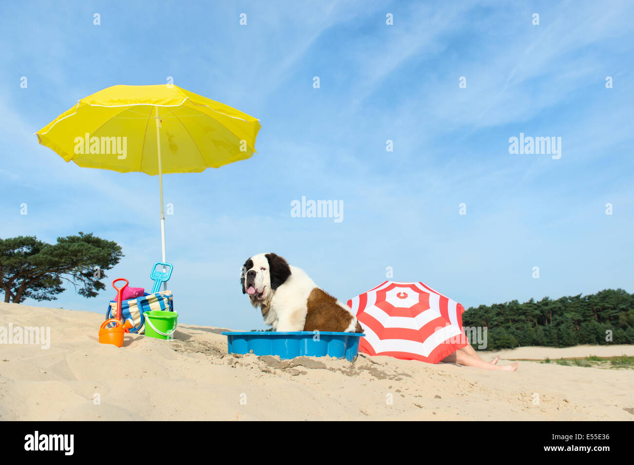 Divertente cane è avente un raffreddamento con acqua e ombrellone in  spiaggia in estate Foto stock - Alamy