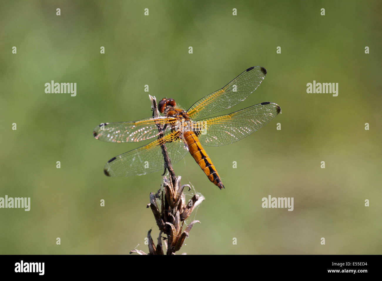 Libellula fulva libellula femmina appollaiato sul fogliame a bordo della palude in Polonia Foto Stock