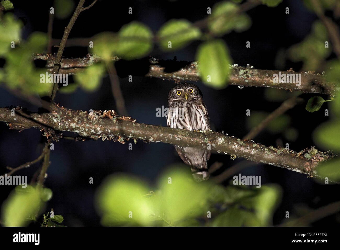 Il gufo pigmeo al tramonto nella foresta in Polonia Foto Stock