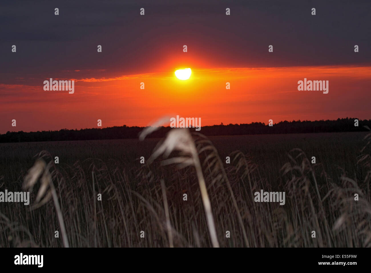 Il tramonto del Biebrza paludi in Polonia Foto Stock